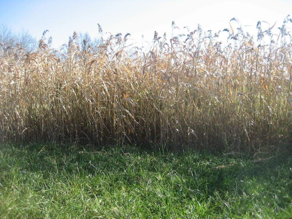 Food Plot Screen Egyptian Wheat Deer Hunter Forum